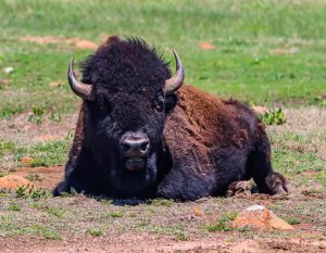 Bison at the Wichita Mountain Wildlife Refuge
